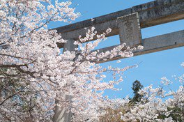 宝満宮竈門神社の桜