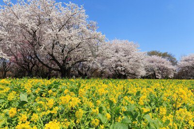 【花・見ごろ】国営昭和記念公園　ナノハナ