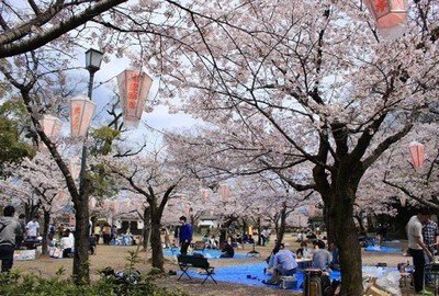 【桜・見ごろ】亀山公園