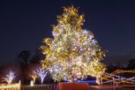 高さ約5メートルの生木のクリスマスツリー(モミの木)が登場