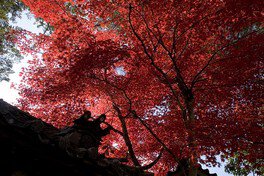 紅葉の隙間から差す柔らかな木漏れ日が人々の心を和ませる