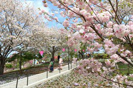 静峰ふるさと公園　2024　八重桜まつり