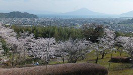 桜島と街並み、満開の桜を眺望できる