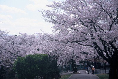 【桜・見ごろ】長野市・城山公園