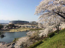 楽歩堂前橋公園の桜