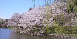 【桜・見ごろ】県立三ツ池公園