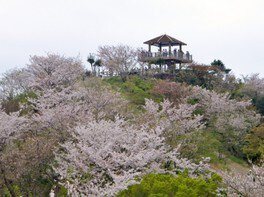 高津子山　桜ウォーク