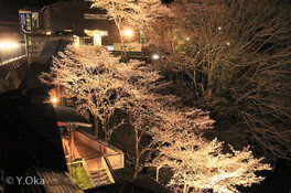 十津川温泉夜桜ライトアップ