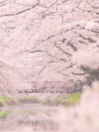 満開の桜が五条川を華やかに彩る
