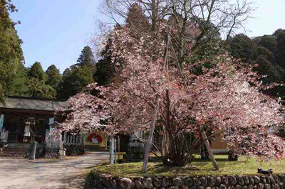 【桜・見ごろ】御形神社の正福寺桜