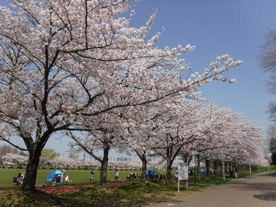 みさと公園の桜