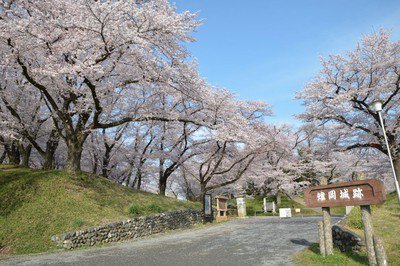 雉岡城跡の桜