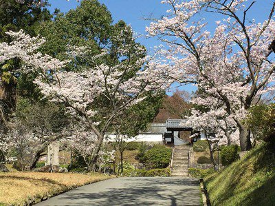 柳生芳徳禅寺周辺の桜
