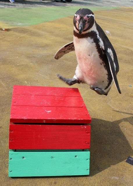 東海初！！ 笑う ペンギンパフォーマンス