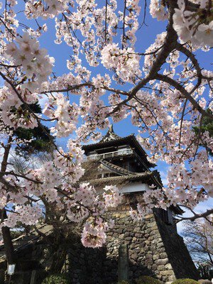 丸岡城(霞ヶ城公園)の桜