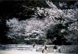 【桜・見ごろ】八幡公園