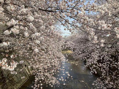 恩田川沿いの桜