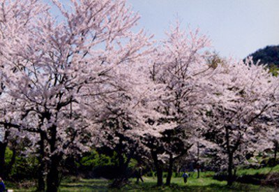 【桜・見ごろ】常山