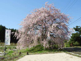 【桜・見ごろ】日野上しだれ桜
