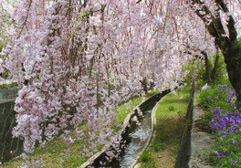 【桜・見ごろ】旧袋川沿い