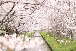 木屋川沿いを満開の桜が彩る