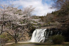 龍門の滝の桜