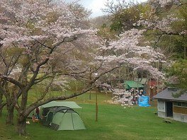 熊石休養村の桜