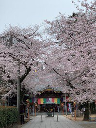 蓮馨寺の桜