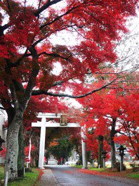 矢川神社の紅葉