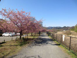 小田野中央公園の桜