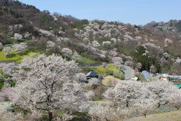 東山夢の郷公園(夢農場)の桜