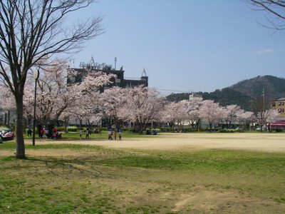 【桜・見ごろ】夢公園