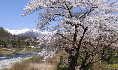 水上温泉(諏訪峡付近)の桜
