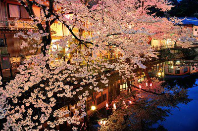 城崎温泉の桜