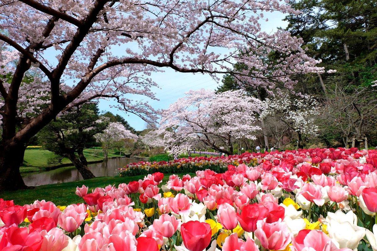 静岡県の 夜桜 ライトアップ が楽しめる桜名所 お花見21 ウォーカープラス