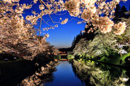 水面に映える幻想的な夜桜