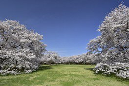 「桜の園」のソメイヨシノ