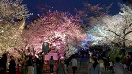 辯天宗 冥應寺の桜
