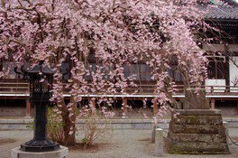 本覚寺の桜