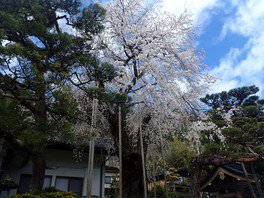 歴史ある枝垂桜は4月下旬に見頃を迎える