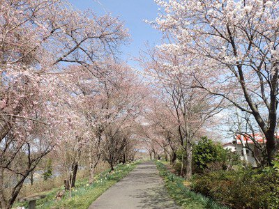 【桜・見ごろ】小和滝公園