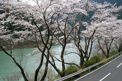 【桜・見ごろ】二川ダム公園