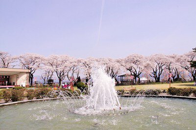 【桜・見ごろ】桂城公園