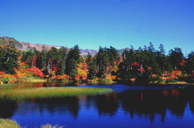 大雪山(高原温泉)の紅葉