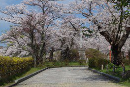 咲き誇る桜の木々