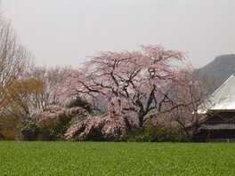 山里の緑を背景に淡いピンクの桜が映える
