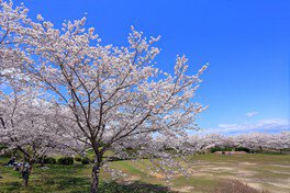 桜のシーズンになると、公園のいたるところで桜が咲く