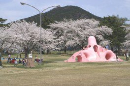 【桜・見ごろ】舞鶴公園
