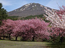 5月中旬に咲く「昭和の森」の八重桜