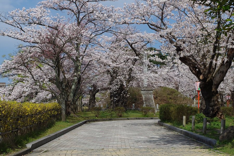 鶴岡公園の桜 桜名所 お花見21 ウォーカープラス